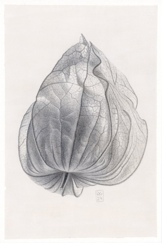 Physalis