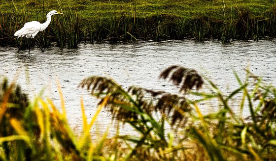 Egret by the Waterside