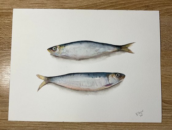 Sardines watercolour painting