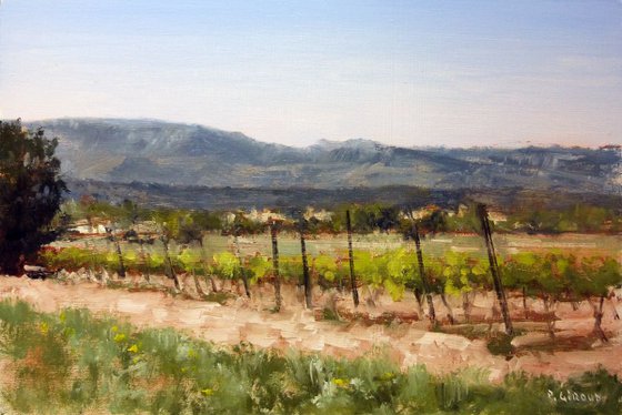 Vineyards near Cabrières-d'Aigues