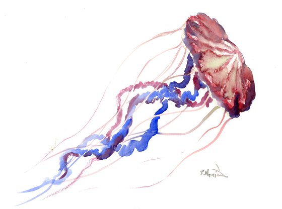 Jellyfish