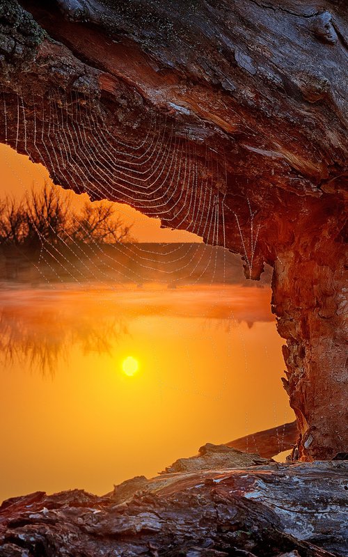 Sun in the net by Kucera Martin