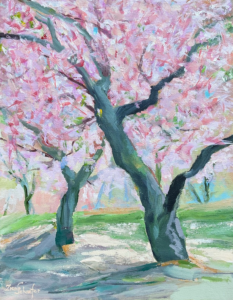  - Blooming cherry tree - ? by Irene Schaefer