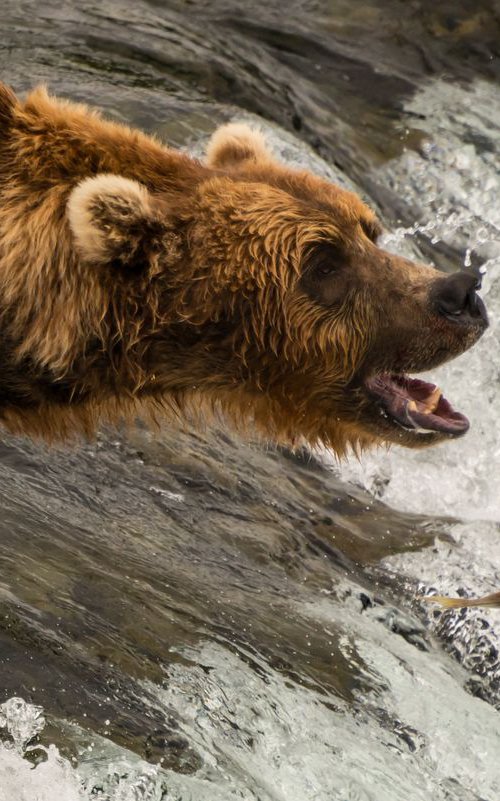 Bear Necessities by Nick Dale