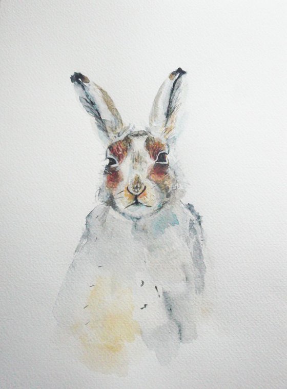 Hare