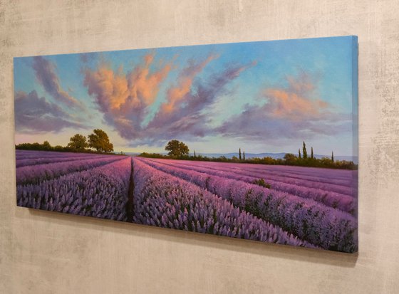 Lavender fields