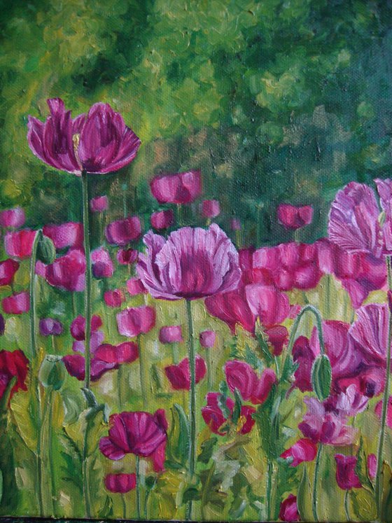 Field of pink poppies