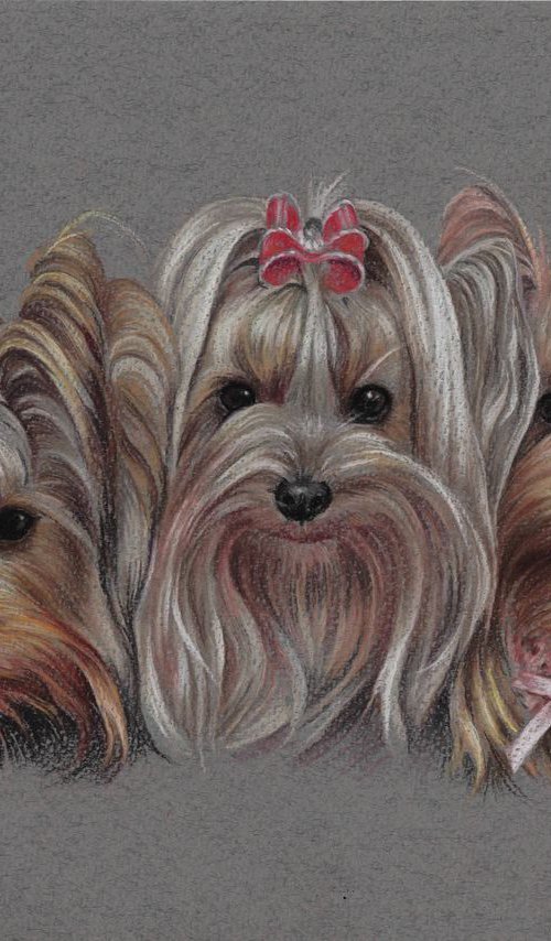 Pastel portrait of three cute Yorkshire terriers by Olga Tsvetkova