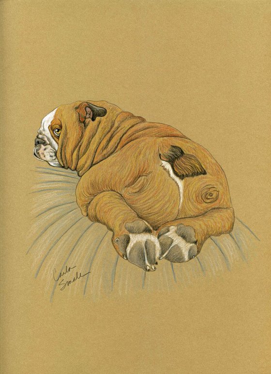 English Bulldog Pet Dog Art Original Drawing-Carla Smale