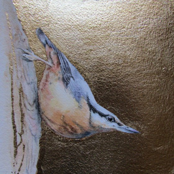 Nuthatch