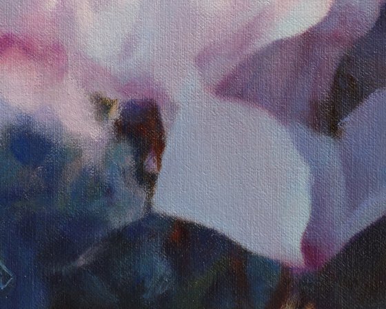 Cyclamen by the window
