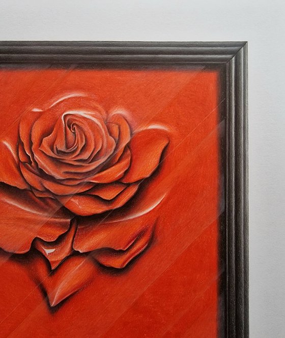 Rose behind glass within a frame