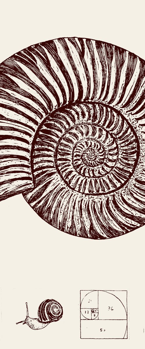 Fibonacci Spirals by Michelle Hinshelwood