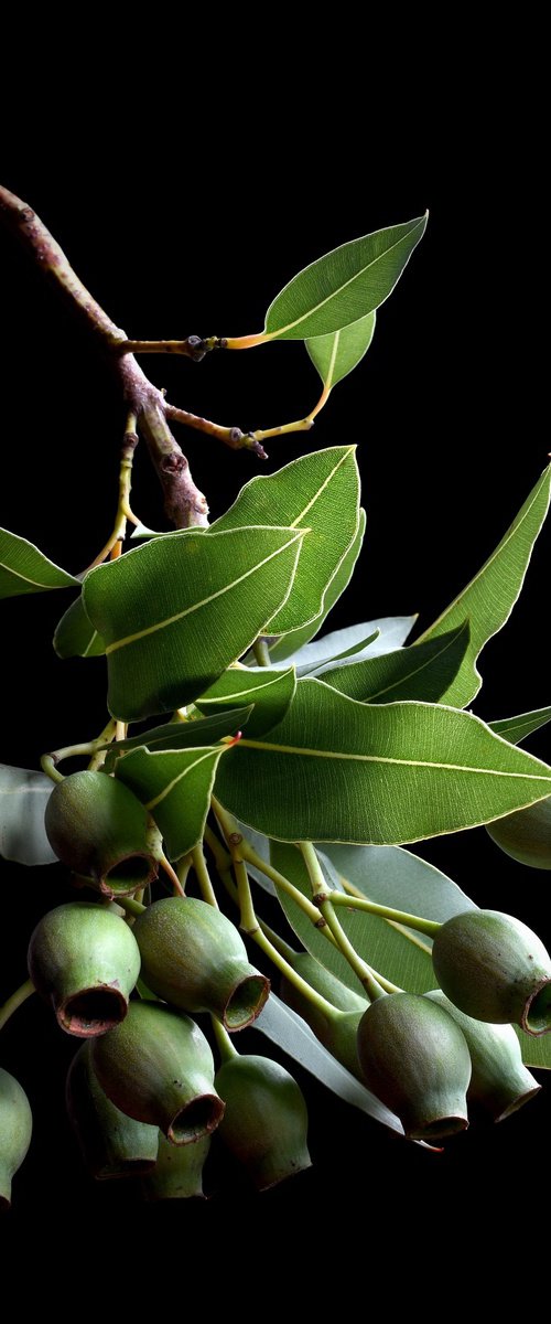 Corymbia Gum Nuts by Nadia Culph