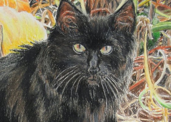 Kitty In The Pumpkin Patch