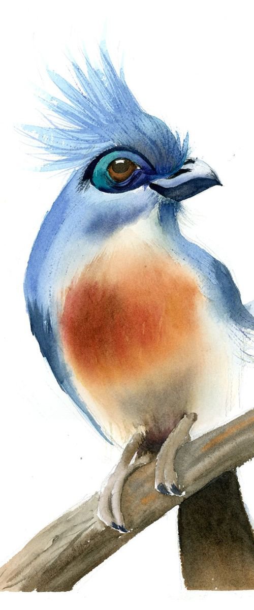 Crested coua bird by Olga Tchefranov (Shefranov)