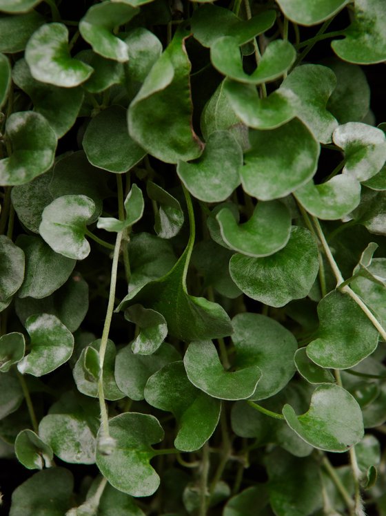 Green Pattern
