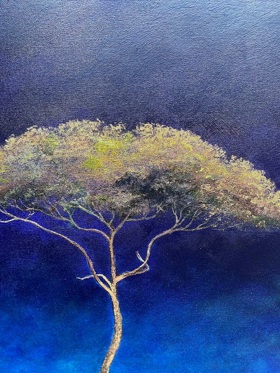 Acacia Summer