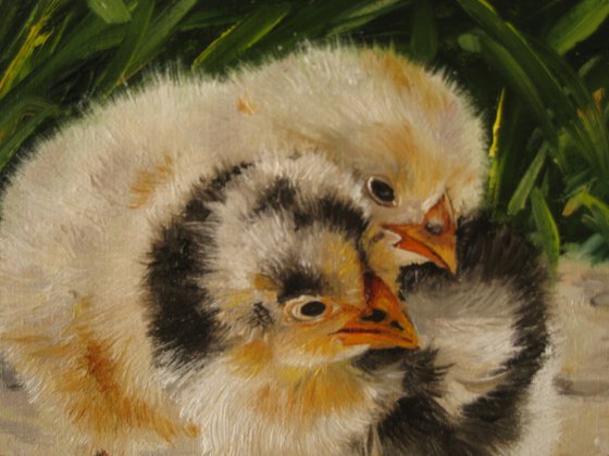 Baby Chicks in Grass