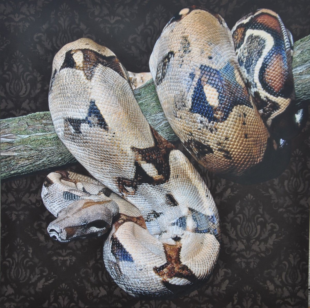 Photorealistic Animal Acrylic Painting By Claudia Daminato, 39 X 39, Eva, Original Artwork