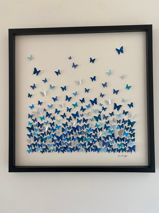 Butterflies - a study in blue