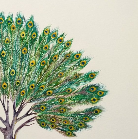 Peacock Feather Tree