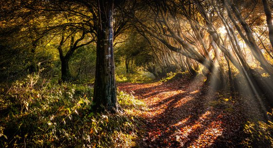 Beech tree panorama sun rays