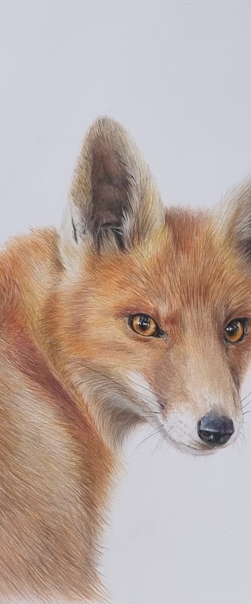 Fox portrait by Irina Kryuchkova
