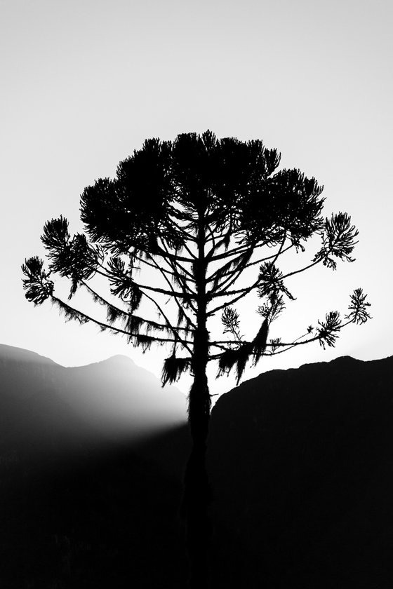 Araucaria