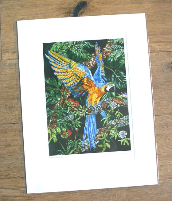 Blue & Yellow Macaw