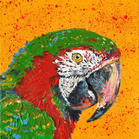 "'Macaw"