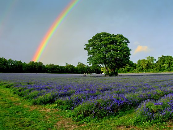 Rainbow over Lavender No 2