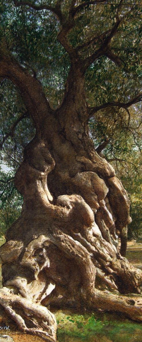 Greek Olive Tree XI by REME Jr.