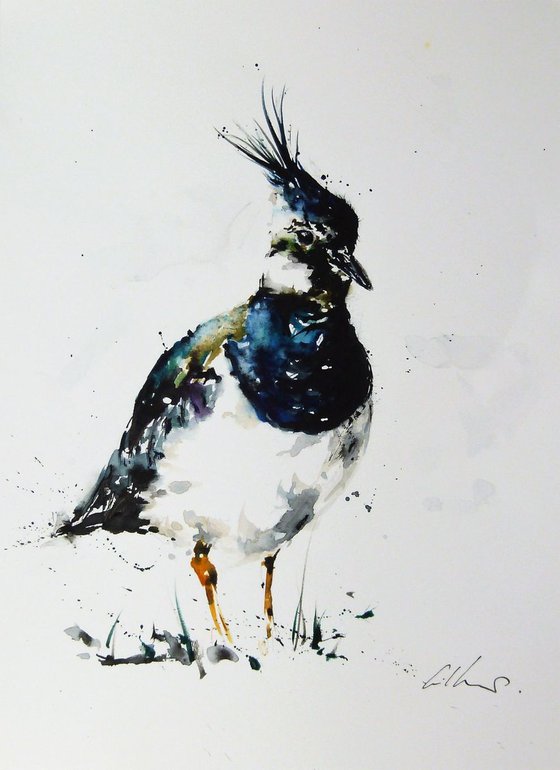 Lapwing.