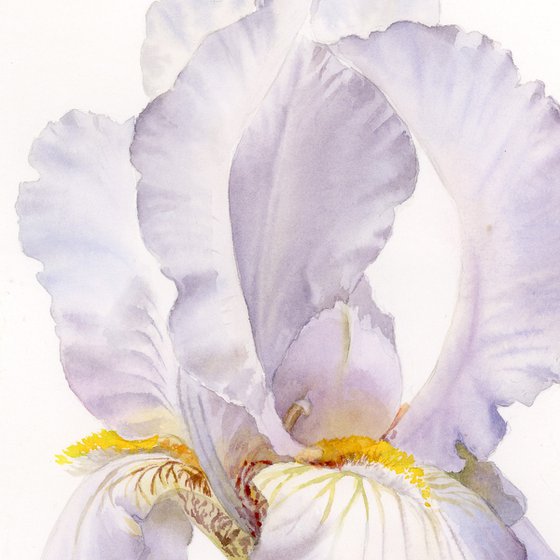 Iris, Soft Lavender