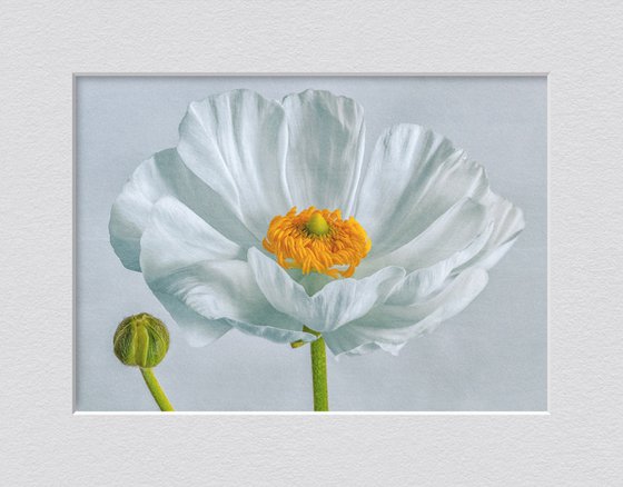 Blooming buttercu