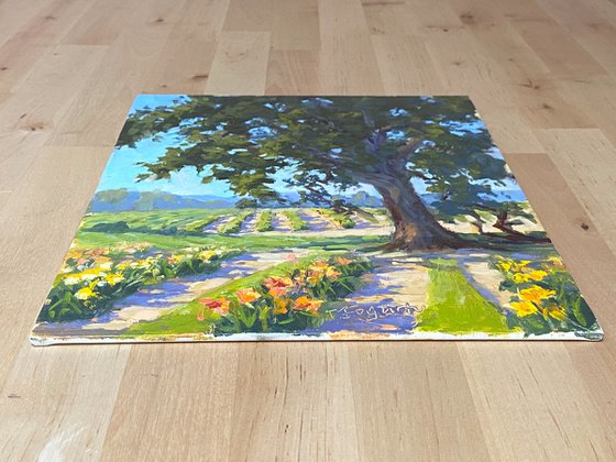 Oak Tree Towering Presence