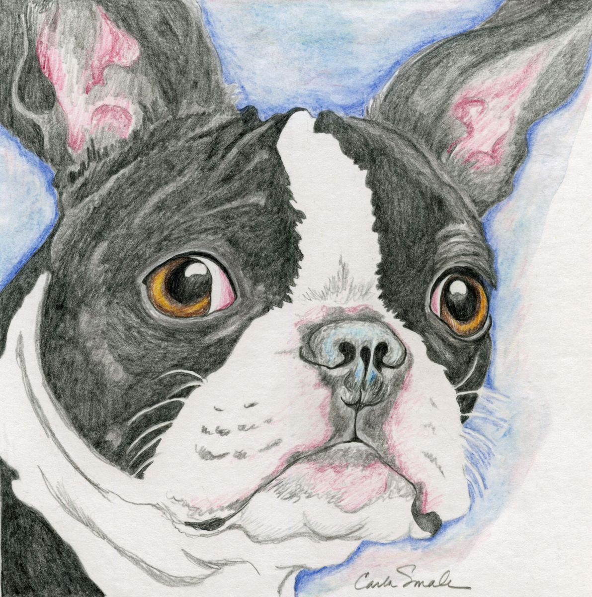 Boston Terrier Pet Dog Art Original Drawing-Carla Smale by carla smale