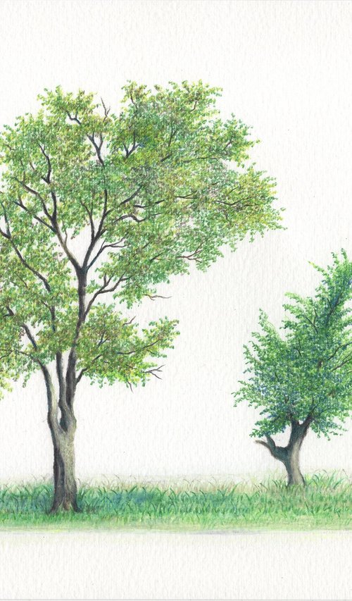 Two trees by Shweta  Mahajan