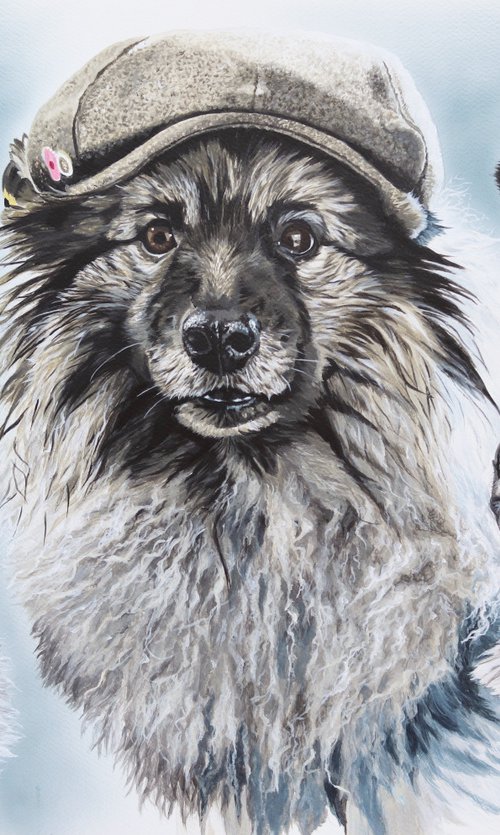 Dutch Barge dog,Keeshond by Julian Wheat