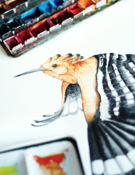 Hoopoe, wildlife, birds watercolours