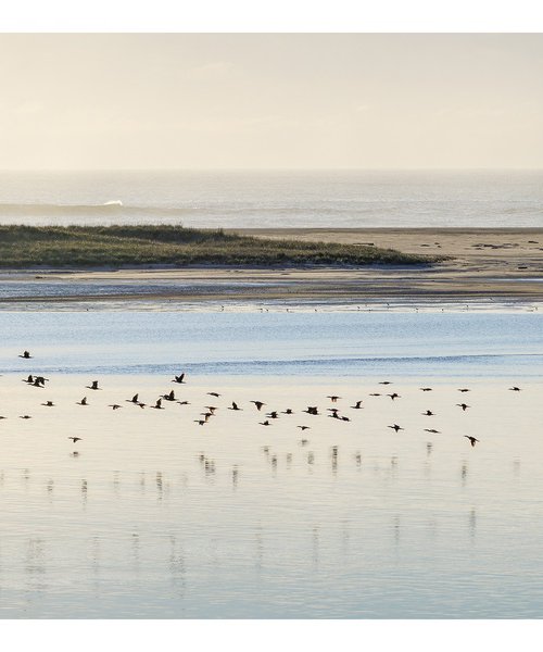 Cormorants, Monomoy - 40x20" by Brooke T Ryan