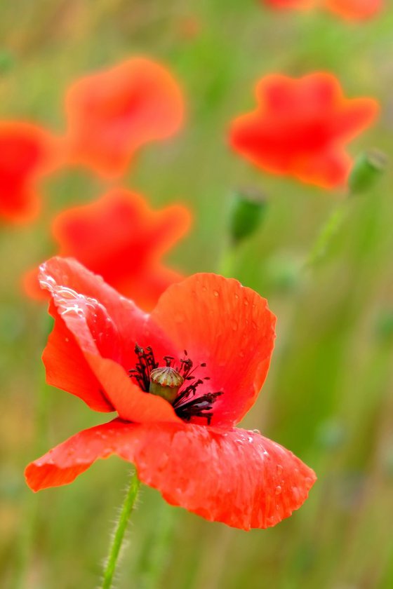 Poppies