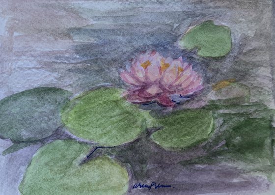 Lily 4