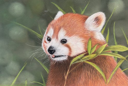 Red panda by Maxine Taylor
