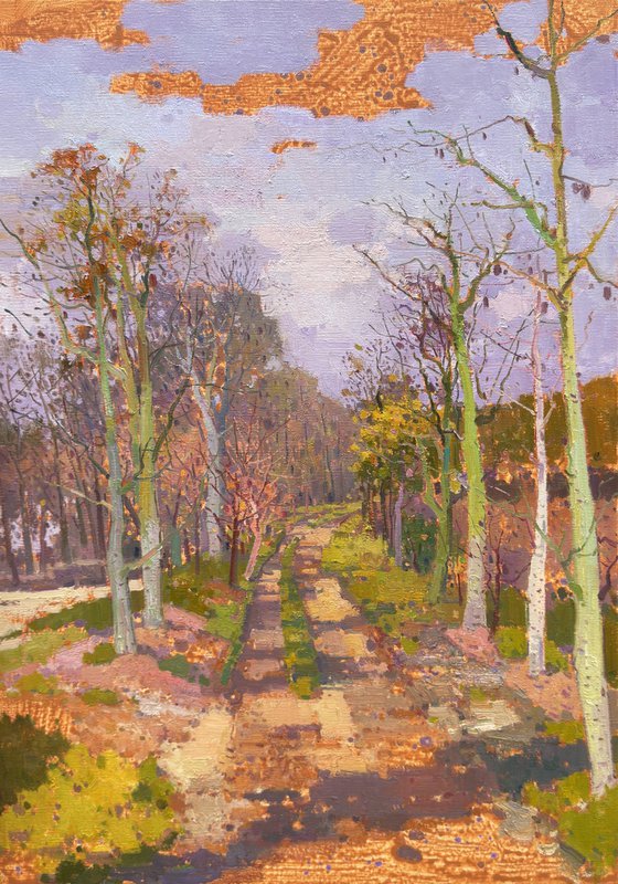 Birch trees forrest 237