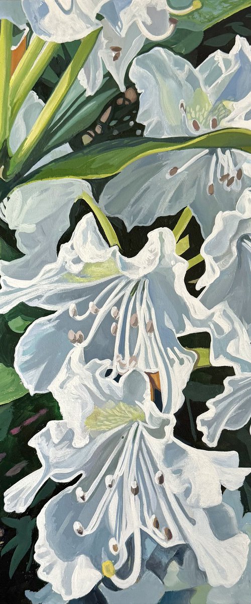 Bright White Rhododendrons by Joseph Lynch