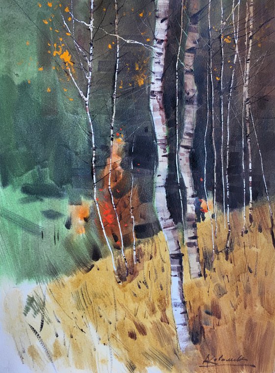 Autumn birches in Carpathians