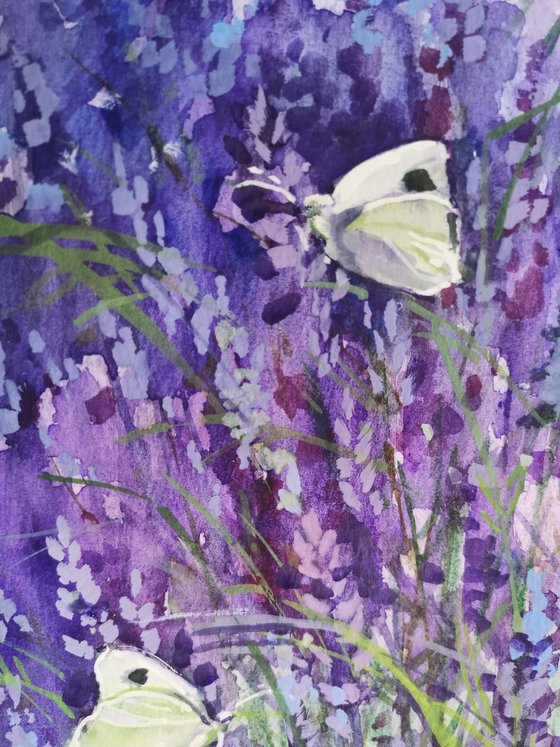 Lavender and butterflies