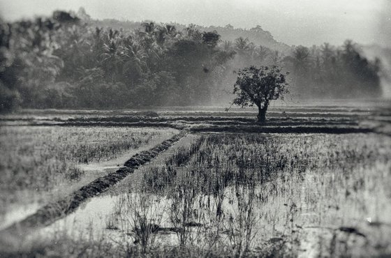 Indonesian Rice Field